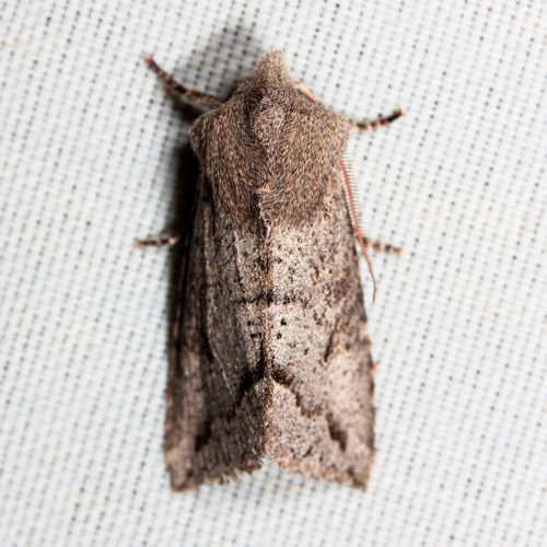 Orthosia erythrolita photo 2