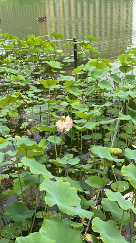 Sacred Lotus