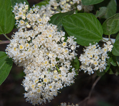 Ceanothus incanus