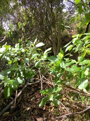 Coprosma macrocarpa minor