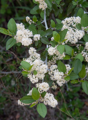 Ceanothus incanus