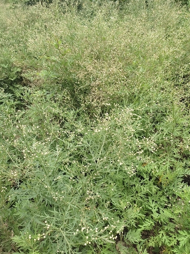 Santa Maria feverfew