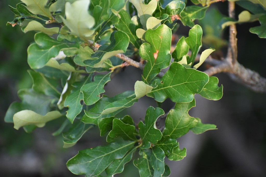 bastard oak (BCVI Nest Substrates) · iNaturalist