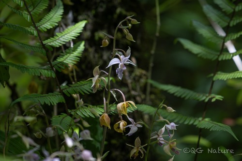 Calanthe puberula