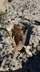 Saturnia pyri