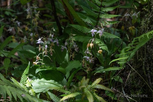 Calanthe puberula, photograph 1