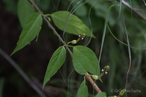 Ceropegia dolichophylla