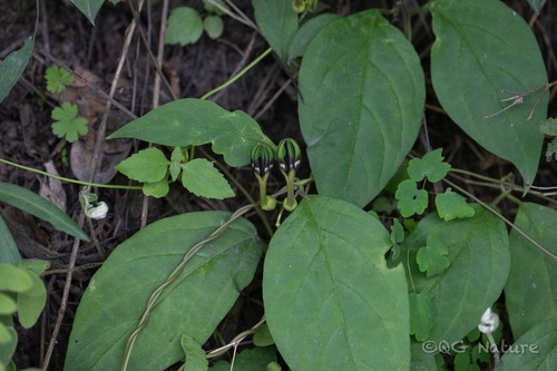Ceropegia dolichophylla