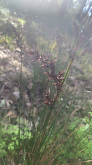 Lepidosperma gladiatum