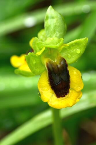 Ophrys lutea, photograph 1
