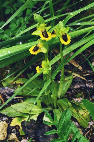 Ophrys lutea, photograph 2