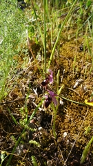 Ophrys lunulata