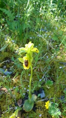 Ophrys lutea lutea