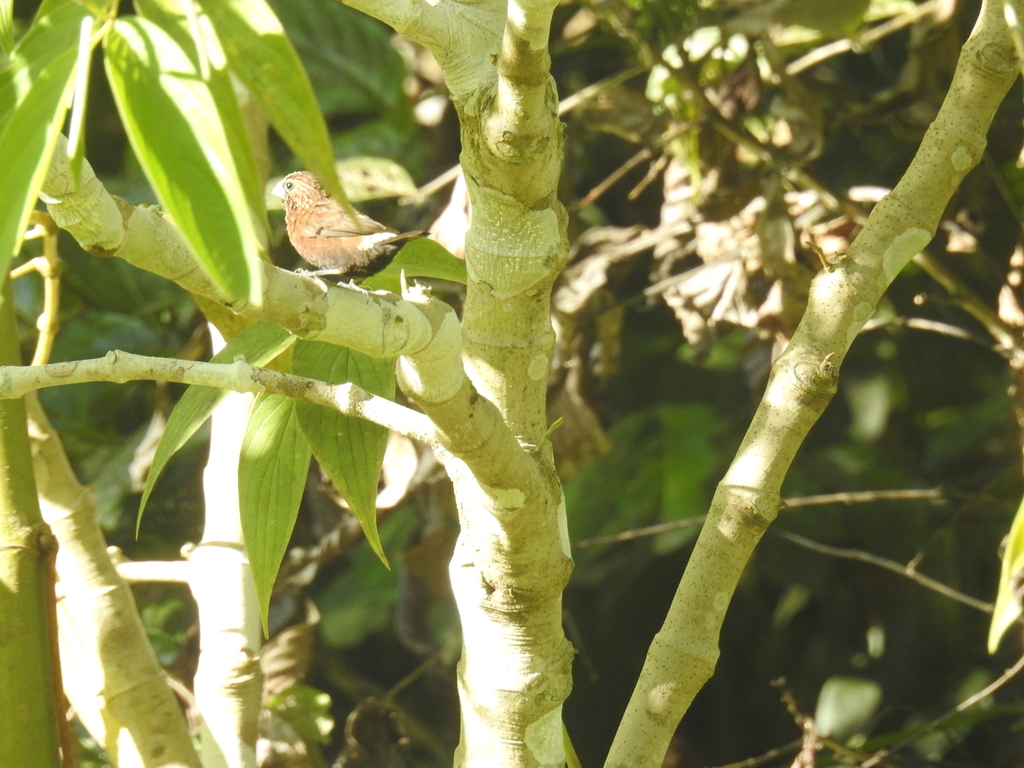 Bondol coreng (Lonchura tristissima)