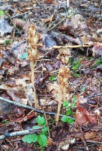 pinesap