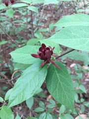 Calycanthus floridus glaucus