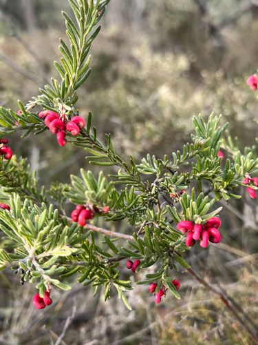 Woolly grevillea