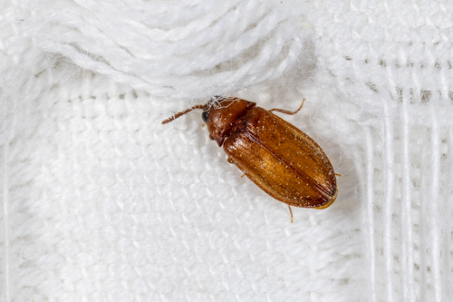Texas Beetle