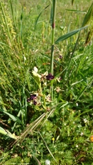 Ophrys sphegodes atrata