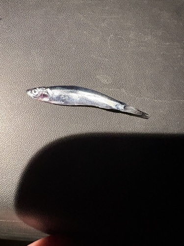 Buccaneer anchovy (Encrasicholina purpurea) — Engraulidae — 2