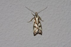 Epithymema incomposita