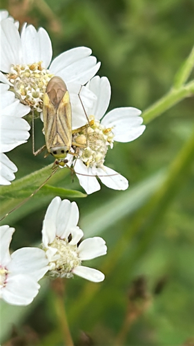 Adelphocoris quadripunctatus