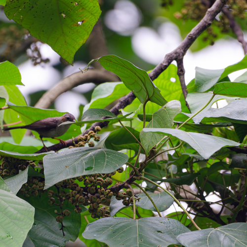 Yuhina castaniceps observed 2026-06-16