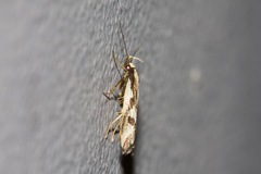 Epithymema incomposita