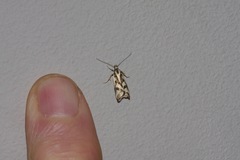 Epithymema incomposita