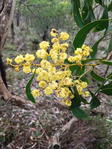 Golden Wattle