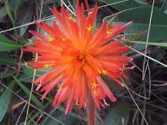 Gomphrena arborescens