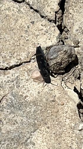 Charcoal Beetle photo 2