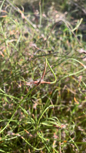 Lyginia barbata observed 2026-07-25