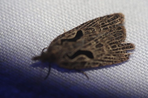 Lyre moth photo 4