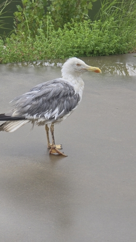 Yellow-legged Gull