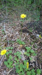 Doronicum caucasicum