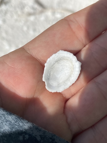Scutellastra flexuosa observed 2026-07-24