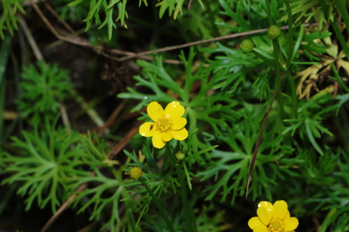 Ranunculus inundatus, photograph 2