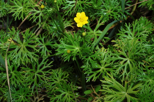 Ranunculus inundatus, photograph 3