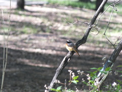 Phoenicurus phoenicurus
