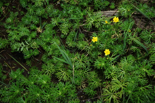 Ranunculus inundatus, photograph 5