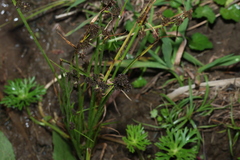 Cyperus difformis, photograph (c) Greg Tasney, some rights reserved (CC BY-SA)