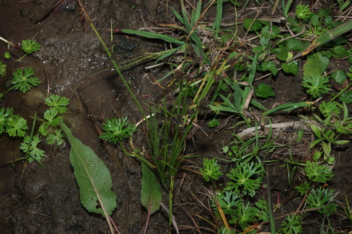 Cyperus difformis, photograph 6