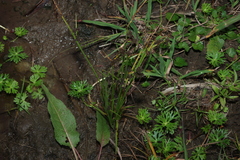 Cyperus difformis, photograph (c) Greg Tasney, some rights reserved (CC BY-SA)