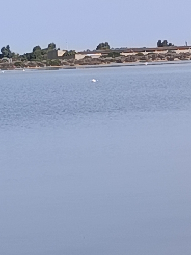 Greater Flamingo