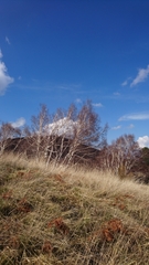 Betula pendula pendula