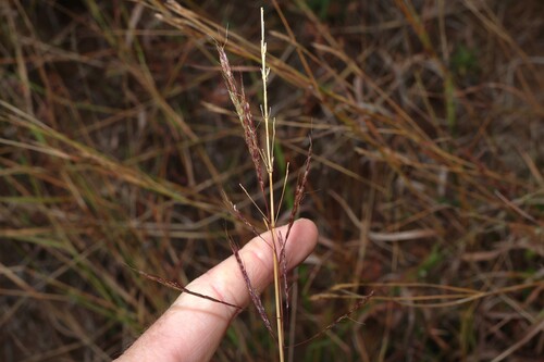 Bothriochloa bladhii, photograph 6