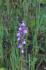Anacamptis morio