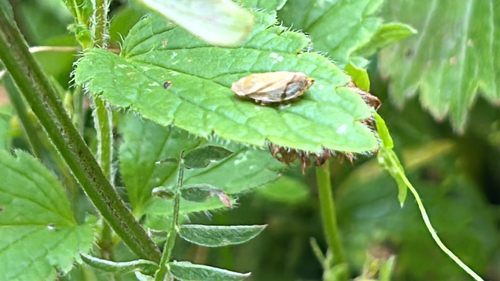 Meadow Spittlebug
