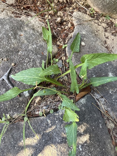 Viola mandshurica observed 2026-07-25